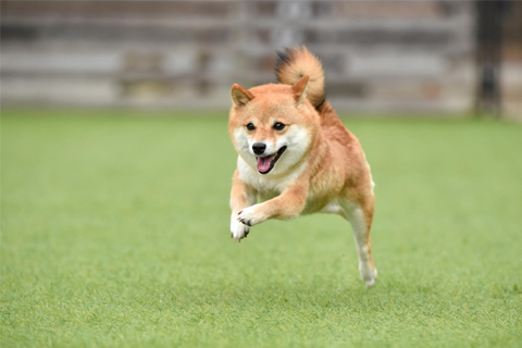 写真嫌いの犬を上手く撮影するには？