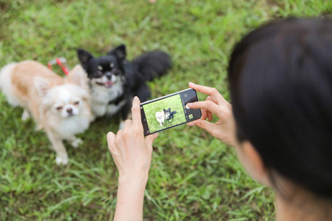 犬の写真撮影で目が光るのを防ぐには？
