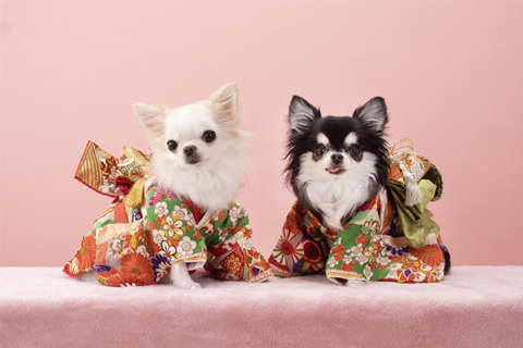 年賀状に適したペット写真って？