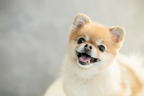 愛犬の写真パネルの魅力