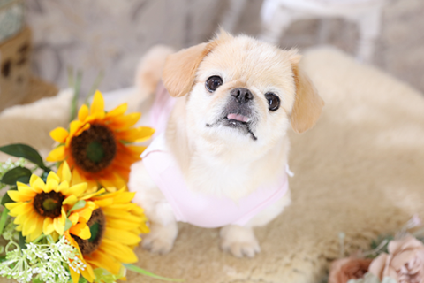 おしゃれな愛犬の写真を撮影するなら